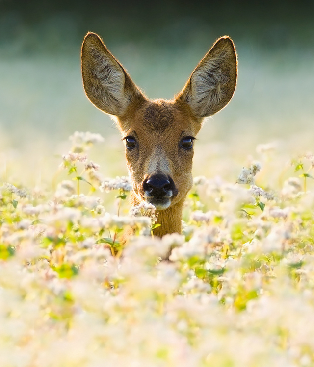 tumblr_lz3zb53qf61qargfho1_500