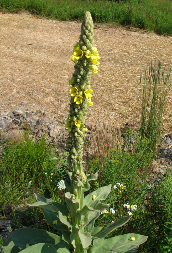 Common Mullein-1