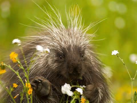 porcupine